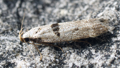 Mirificarma cytisella