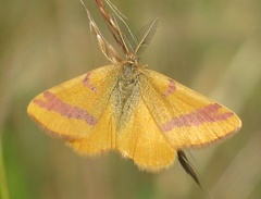 Lythria cruentaria