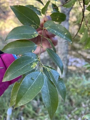 Cinnamomum insularimontanum