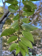 Cinnamomum insularimontanum