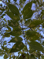 Cinnamomum insularimontanum
