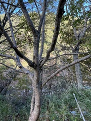 Cinnamomum insularimontanum