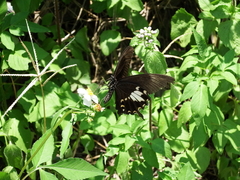 Papilio nephelus chaonulus