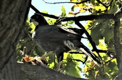 Accipiter melanoleucus
