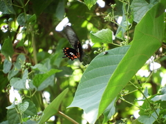 Papilio polytes stichius