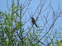 Zonotrichia capensis