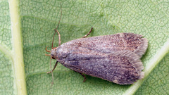 Anacampsis timidella