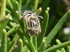 Eristalinus