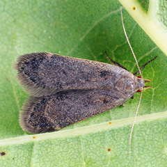 Anacampsis timidella