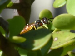 Philanthus triangulum
