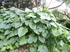 Ipomoea indica