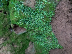 Targionia hypophylla