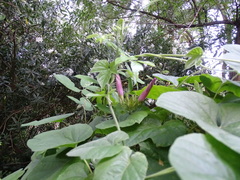 Ipomoea indica