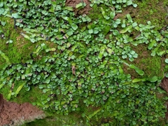 Targionia hypophylla