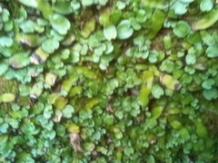 Targionia hypophylla