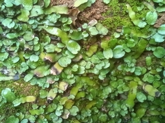 Targionia hypophylla