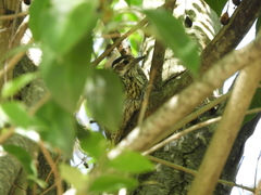 Dryobates mixtus