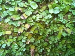 Targionia hypophylla