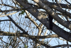 Micrastur semitorquatus