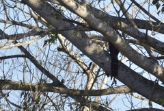 Micrastur semitorquatus