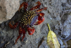 Goniopsis pulchra