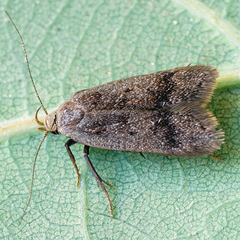Anacampsis fuscella