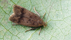 Anacampsis fuscella