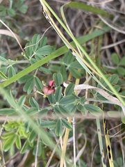Indigofera nebrowniana
