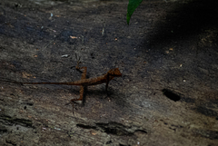 Anolis osa