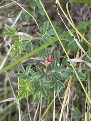 Indigofera nebrowniana