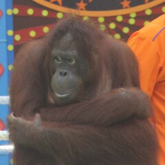 Pongo