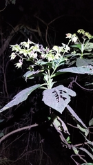 Trichodesma calycosum