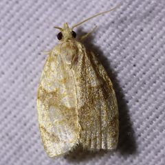 Adoxophyes negundana