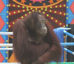 Pongo