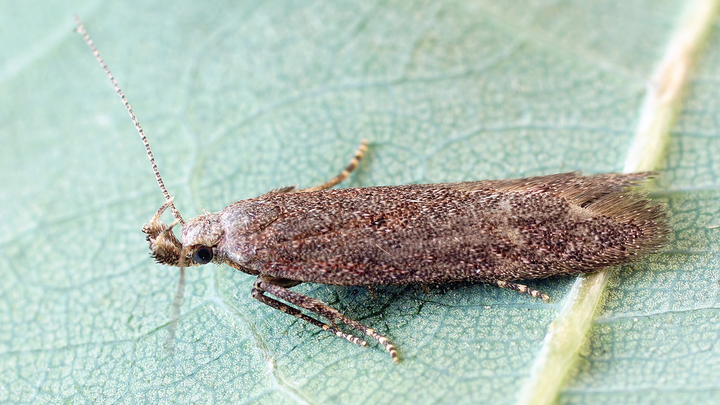 Athrips pruinosella