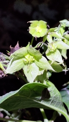 Trichodesma calycosum