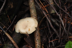 Pleurotus dryinus