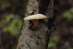 Pleurotus dryinus