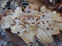 Janetia cerris