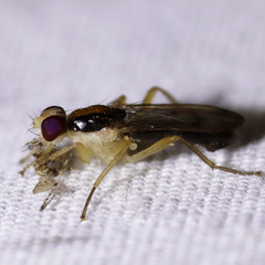 Cordilura