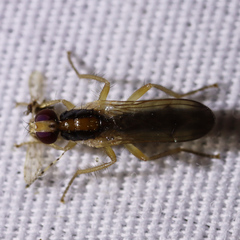 Cordilura