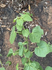 Hibiscus lunarifolius