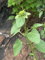 Hibiscus lunarifolius