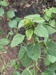 Hibiscus lunarifolius