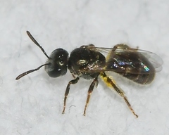Lasioglossum imitatum