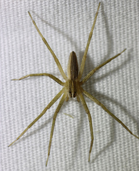 Pisaurina dubia