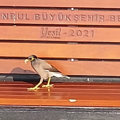 Acridotheres tristis