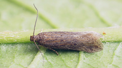 Scrobipalpa