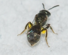 Lasioglossum imitatum