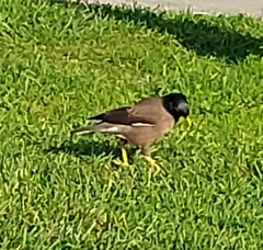 Acridotheres tristis